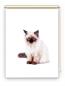 Preview: Rollo Majesti Katzenbaby, Rollo, Motivrollo, Rollo mit Druck, Fotorollo, bedrucktes Rollo, Fensterrollo,verdunkelndes Rollo, Sonnenschutz Rollo